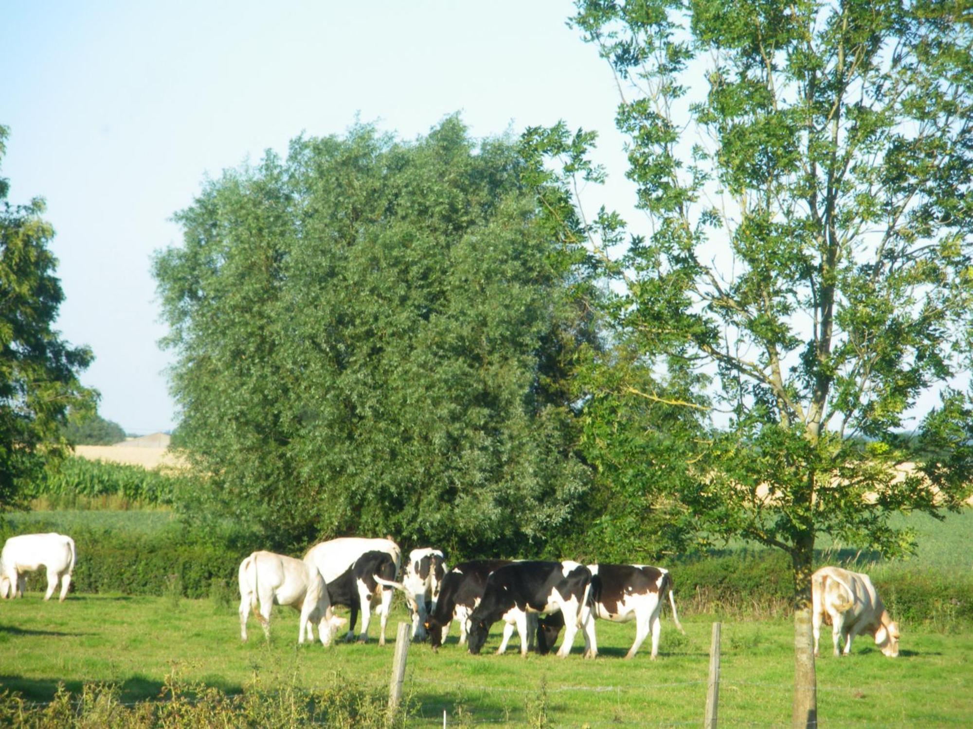 La Vallee Des Trois Monts Saint-Sylvestre-Cappel エクステリア 写真